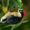 Datel cernolici - Melanerpes pucherani - Black-cheeked Woodpecker o2378